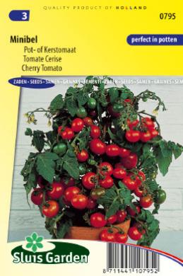 Tomato Minibel (Solanum) 125 seeds